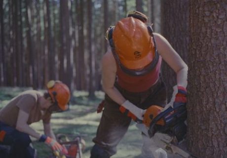 Erinnerungen eines Waldes